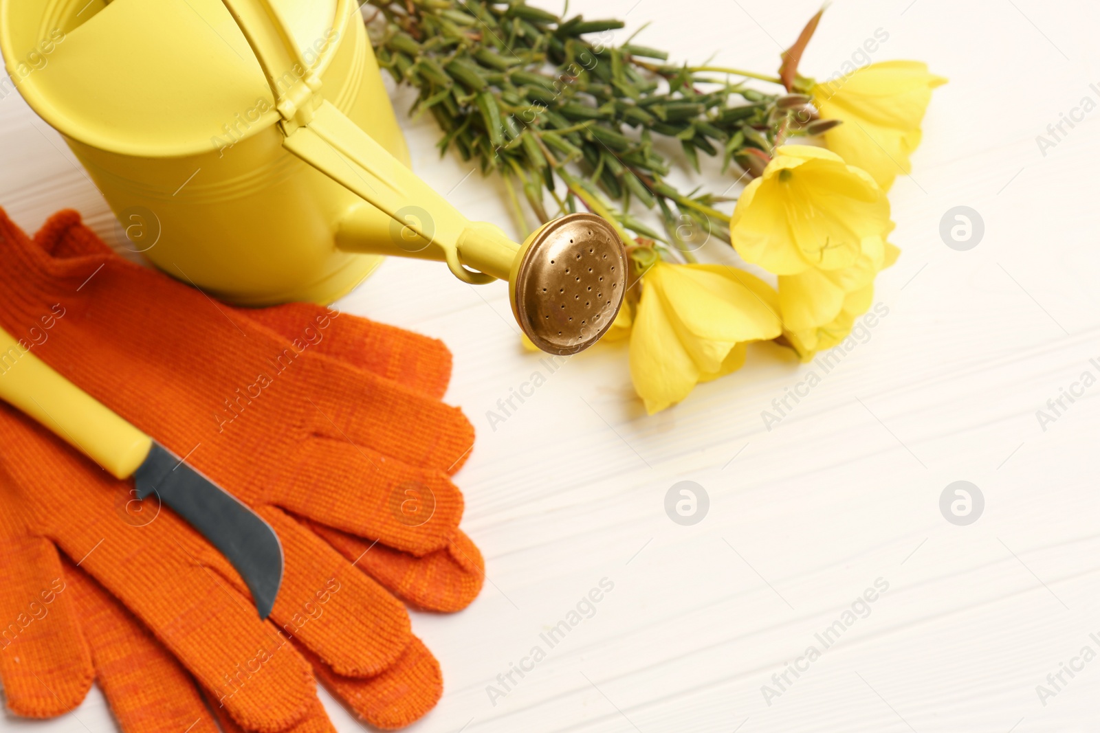 Photo of Watering can, gardening tool, gloves and flowers on white wooden table. Space for text