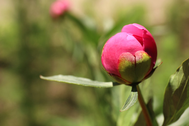 Beautiful pink peony bud outdoors, closeup. Space for text