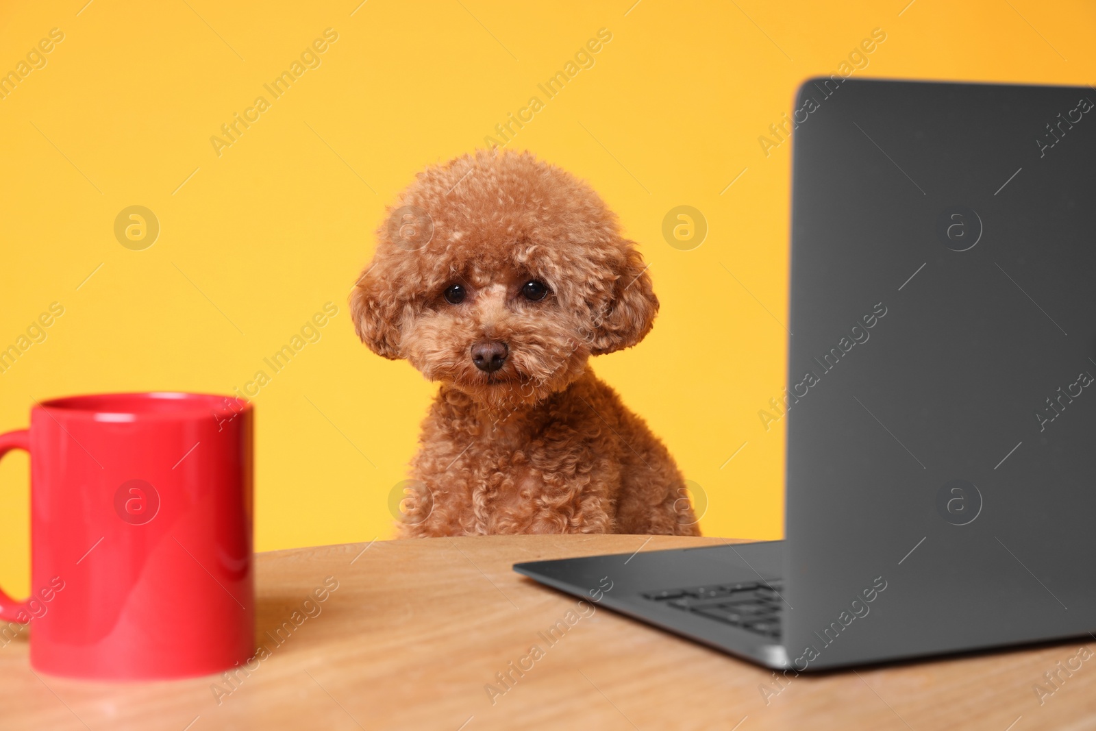 Photo of Cute Maltipoo dog at desk with laptop and red cup against orange background