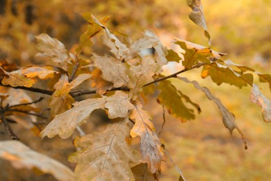 Photo of Oak leaves on tree in autumn, closeup