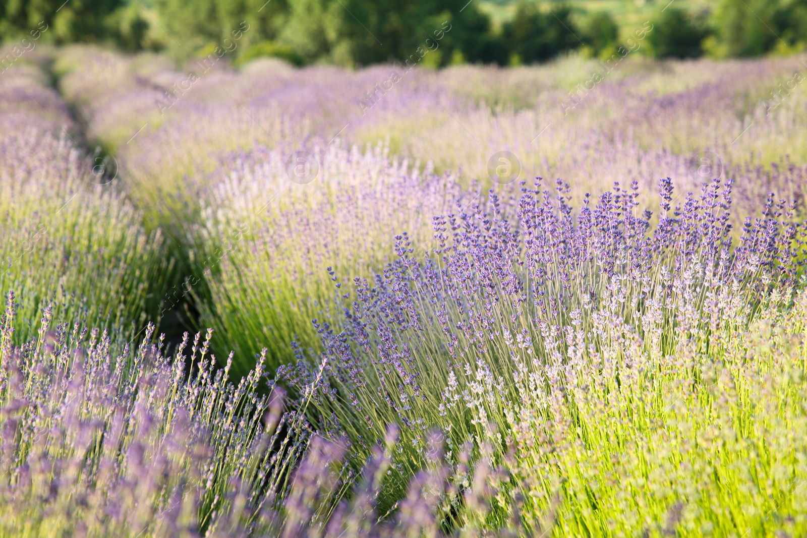 Photo of Beautiful view of blooming lavender growing in field