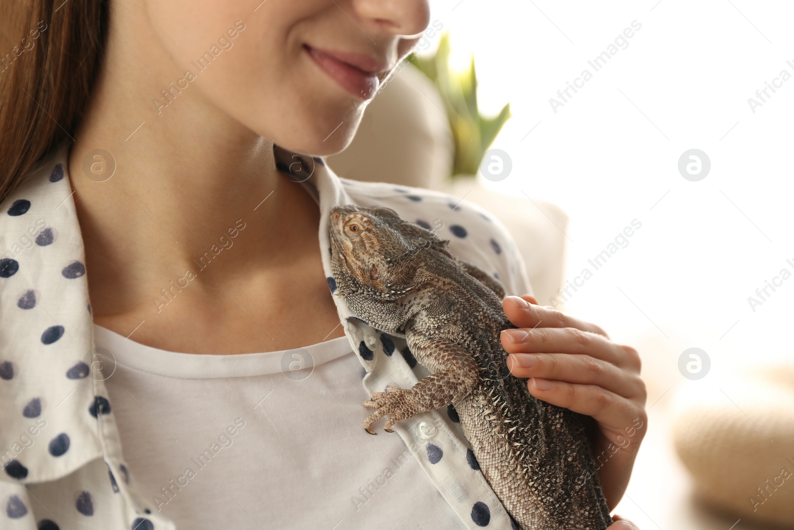 Photo of Woman holding bearded lizard indoors, closeup. Exotic pet