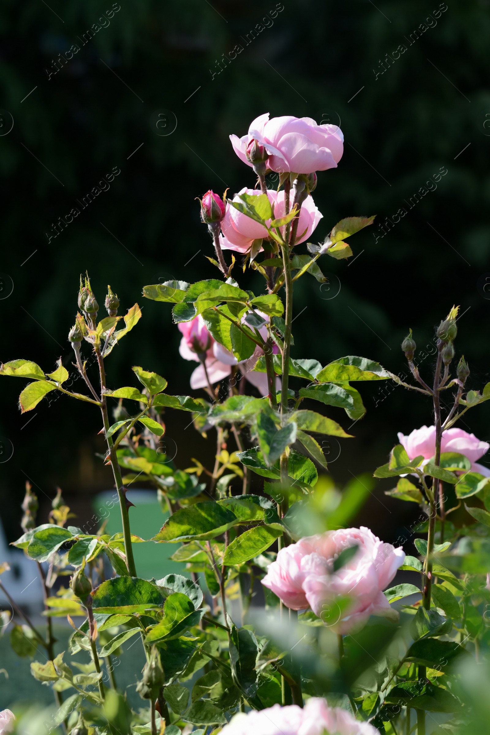 Photo of Beautiful blooming rose bush outdoors on sunny day