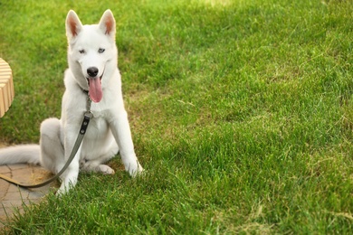 Photo of White siberian husky dog on walk in park. Space for text
