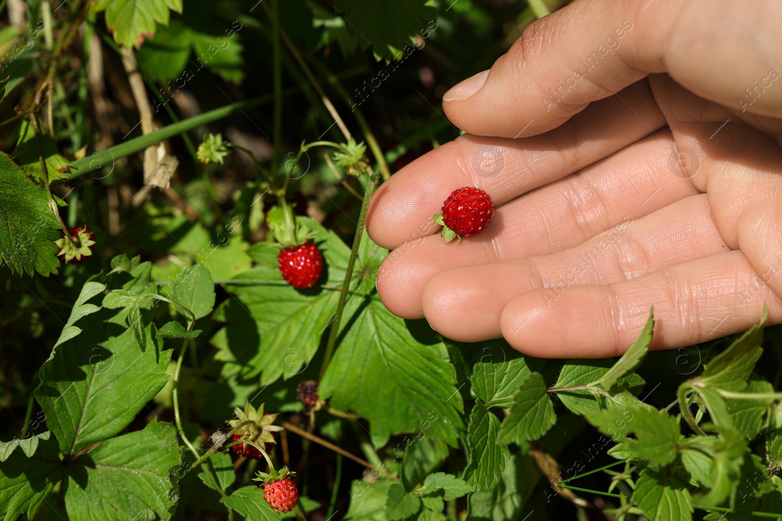 Photo of Woman gathering ripe wild strawberries outdoors, closeup