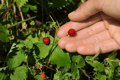 Woman gathering ripe wild strawberries outdoors, closeup