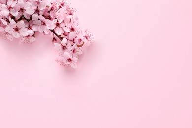 Photo of Sakura tree branch with beautiful blossoms on pink background, flat lay. Space for text
