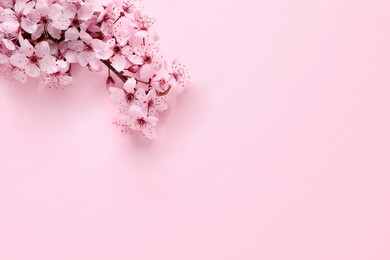 Sakura tree branch with beautiful blossoms on pink background, flat lay. Space for text