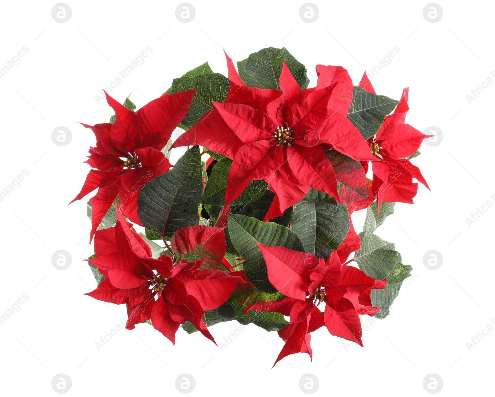 Photo of Poinsettia (traditional Christmas flower) on white background, top view