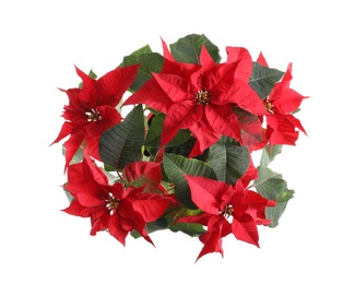 Photo of Poinsettia (traditional Christmas flower) on white background, top view