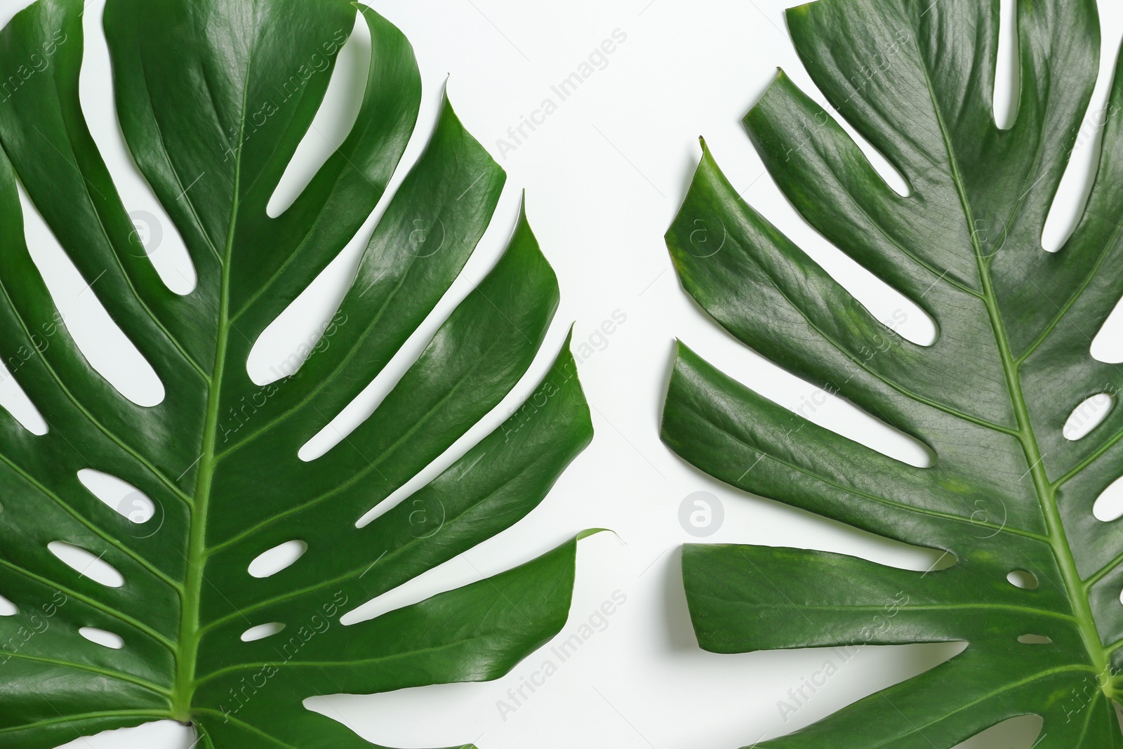 Photo of Beautiful tropical leaves on white background