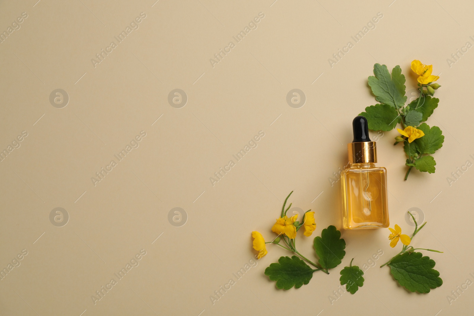 Photo of Bottle of natural celandine oil and flowers on beige background, flat lay. Space for text