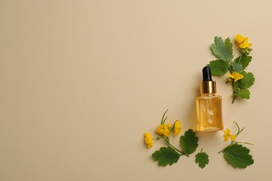 Bottle of natural celandine oil and flowers on beige background, flat lay. Space for text