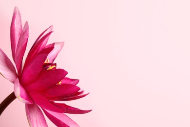 Photo of Beautiful blooming lotus flower on light pink background. Space for text