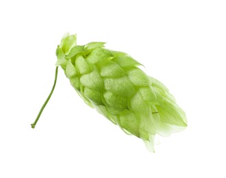 One fresh green hop isolated on white