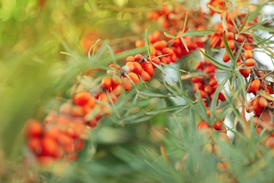 Sea buckthorn shrub with ripe berries outdoors, closeup