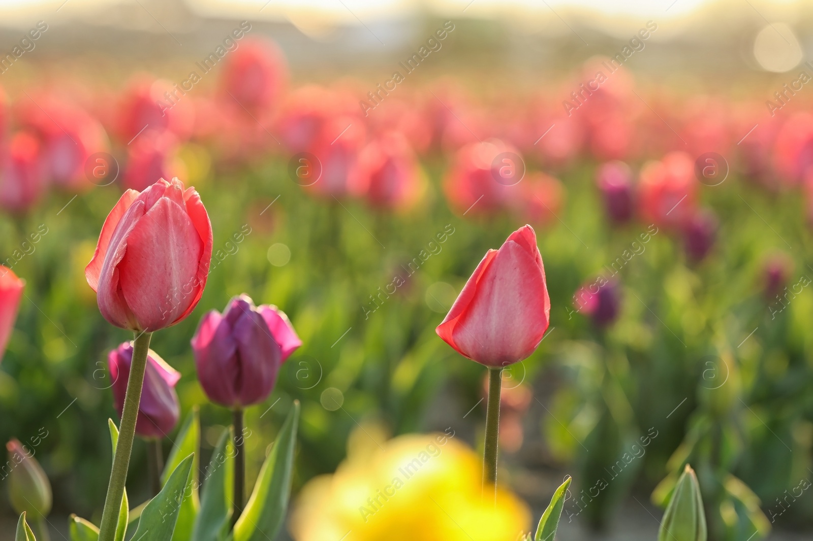 Photo of Field with fresh beautiful tulips. Blooming flowers