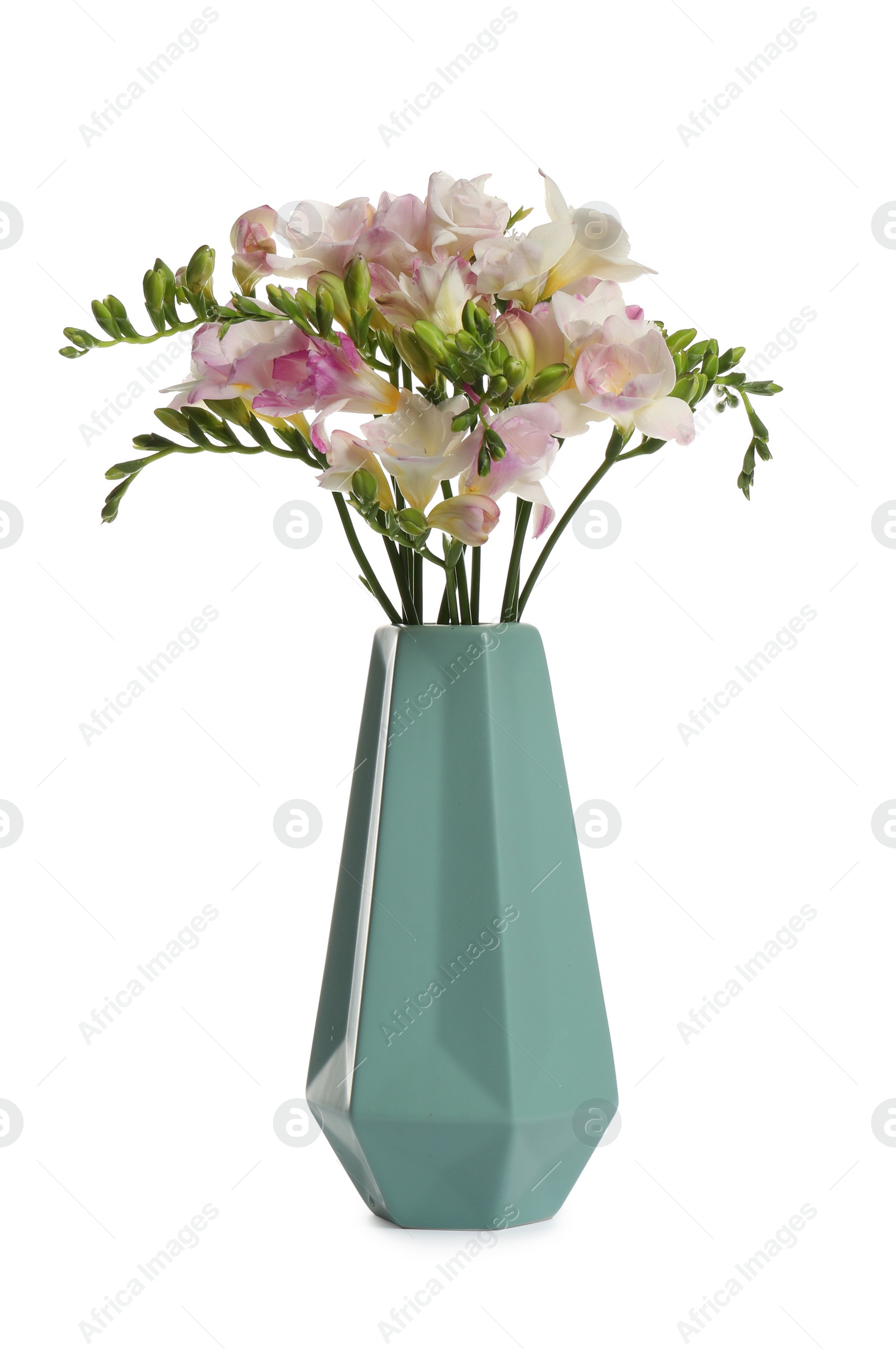 Photo of Beautiful blooming freesias in blue vase isolated on white