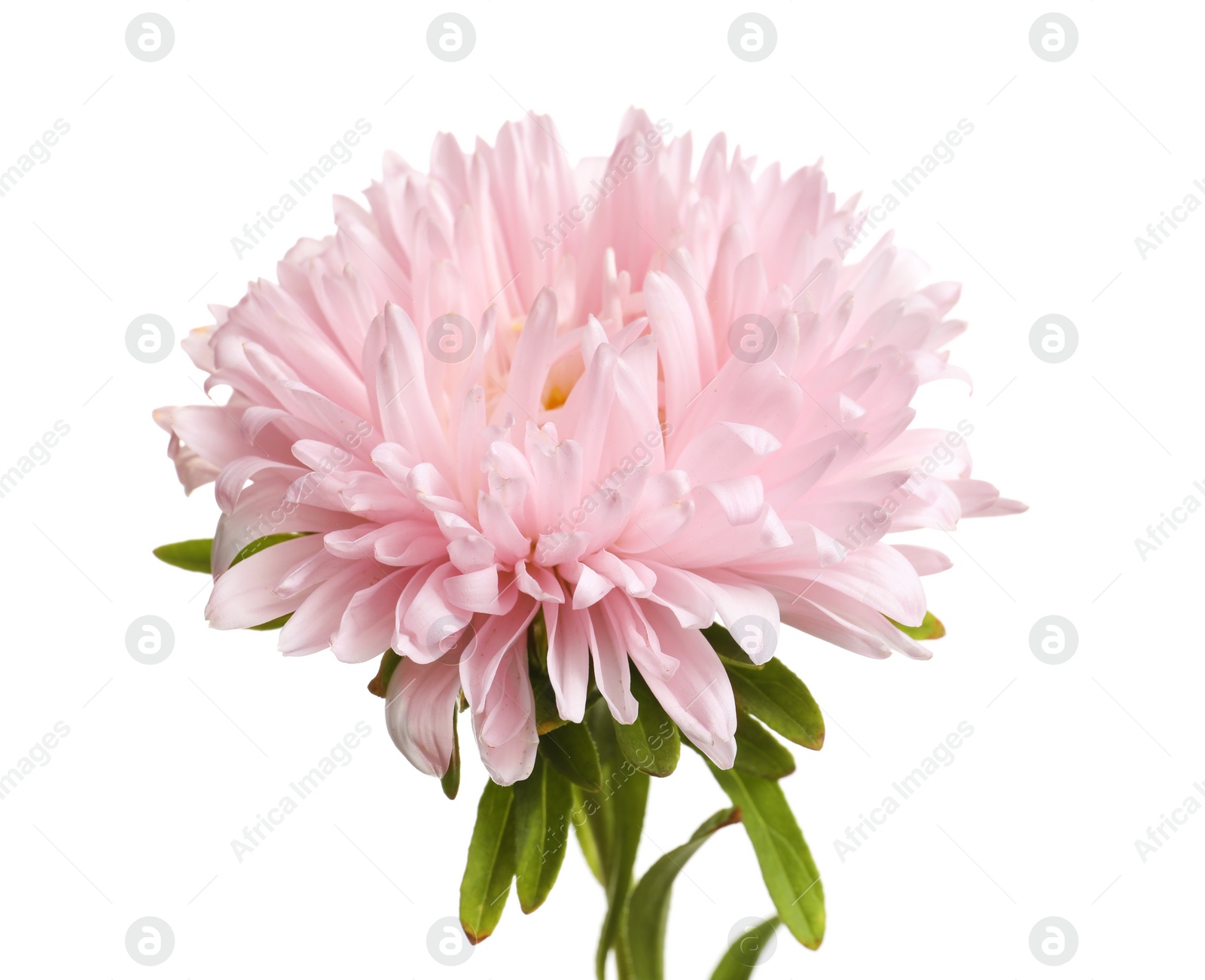 Photo of Beautiful bright aster flower on white background