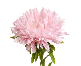 Photo of Beautiful bright aster flower on white background