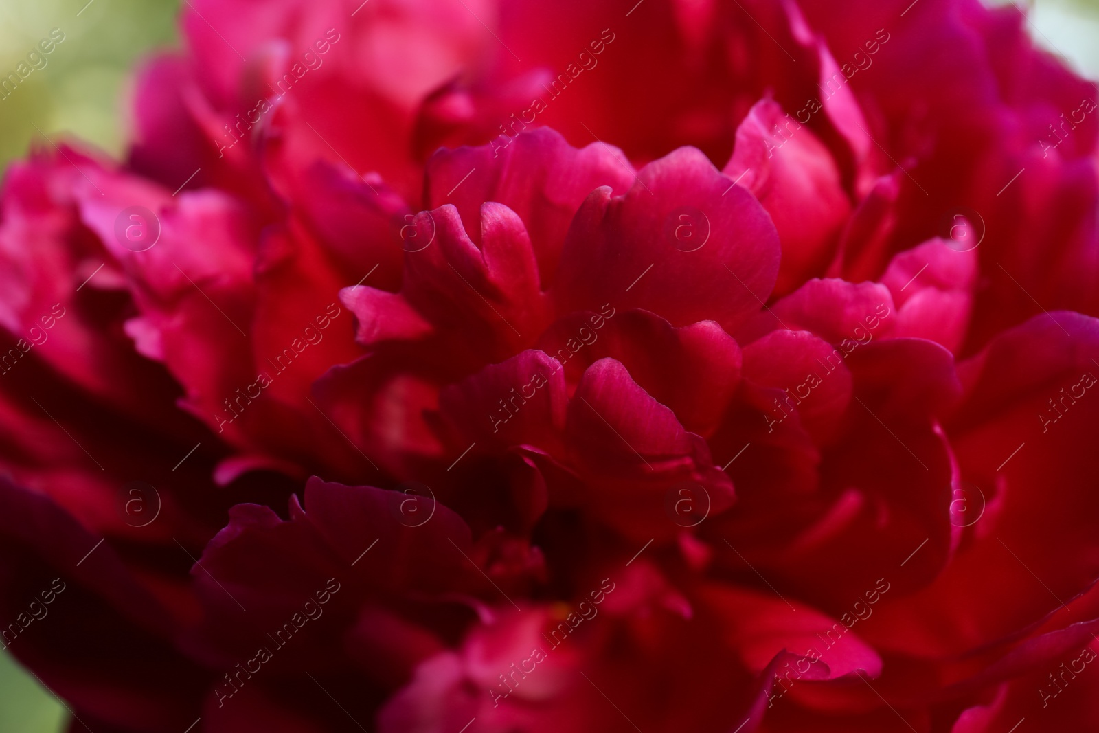 Photo of Beautiful blooming burgundy peony as background, closeup