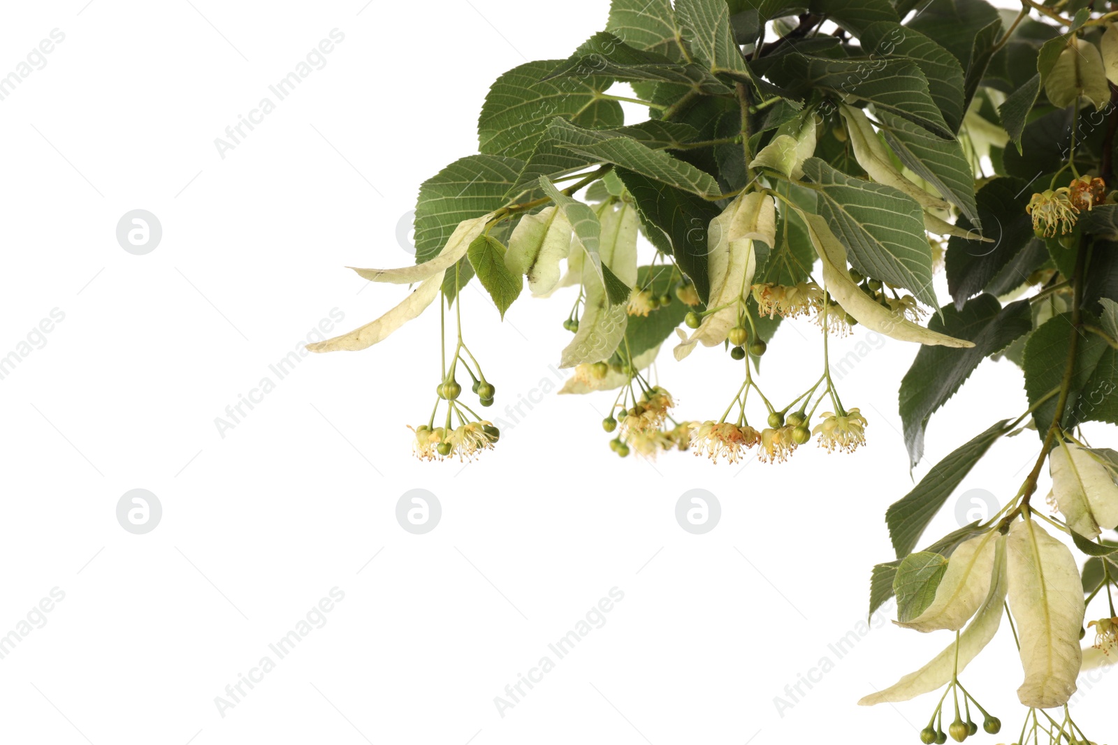 Photo of Linden tree branch with fresh young green leaves and blossom isolated on white