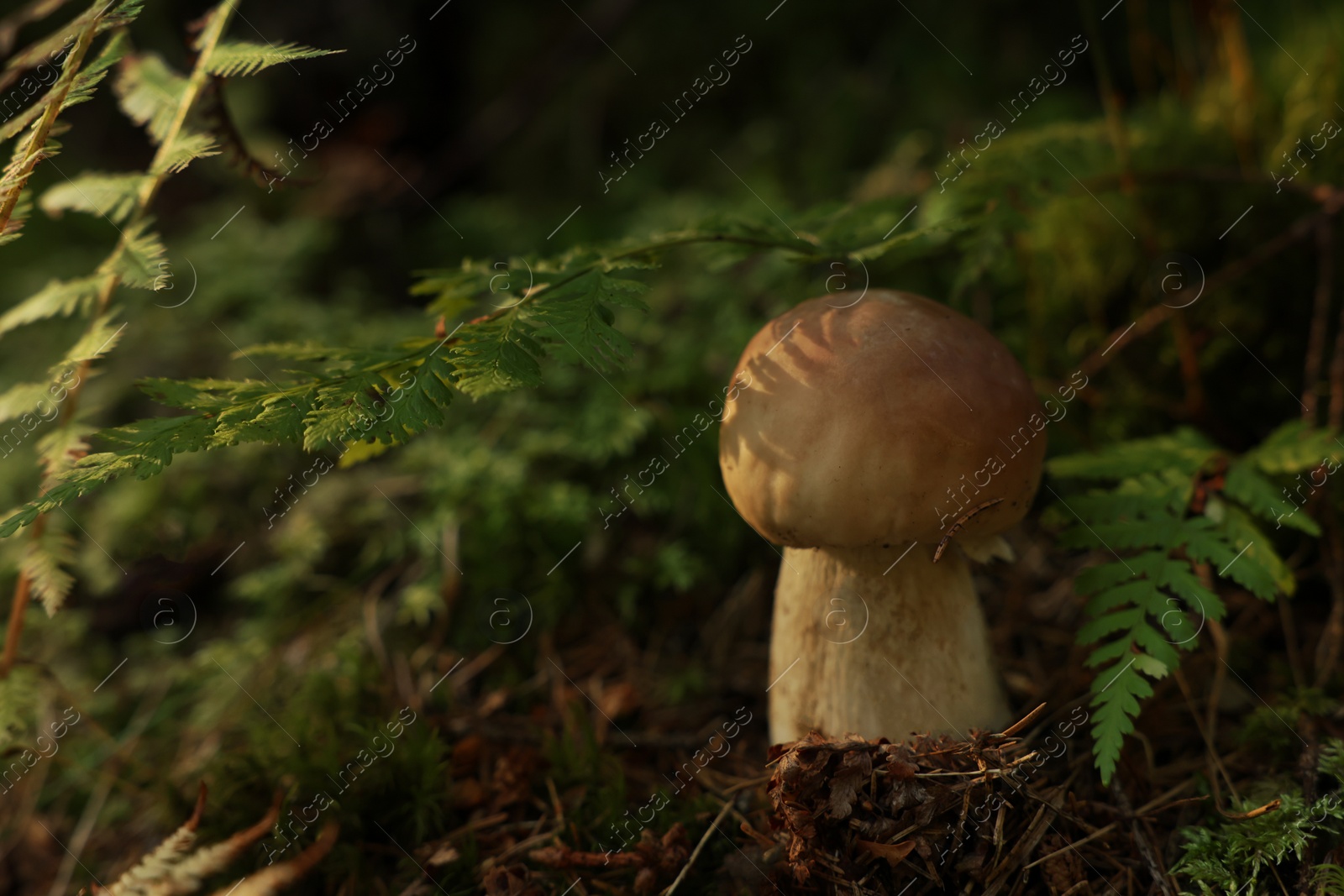 Photo of Fresh porcino mushroom growing in forest, closeup. Space for text