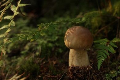 Photo of Fresh porcino mushroom growing in forest, closeup. Space for text