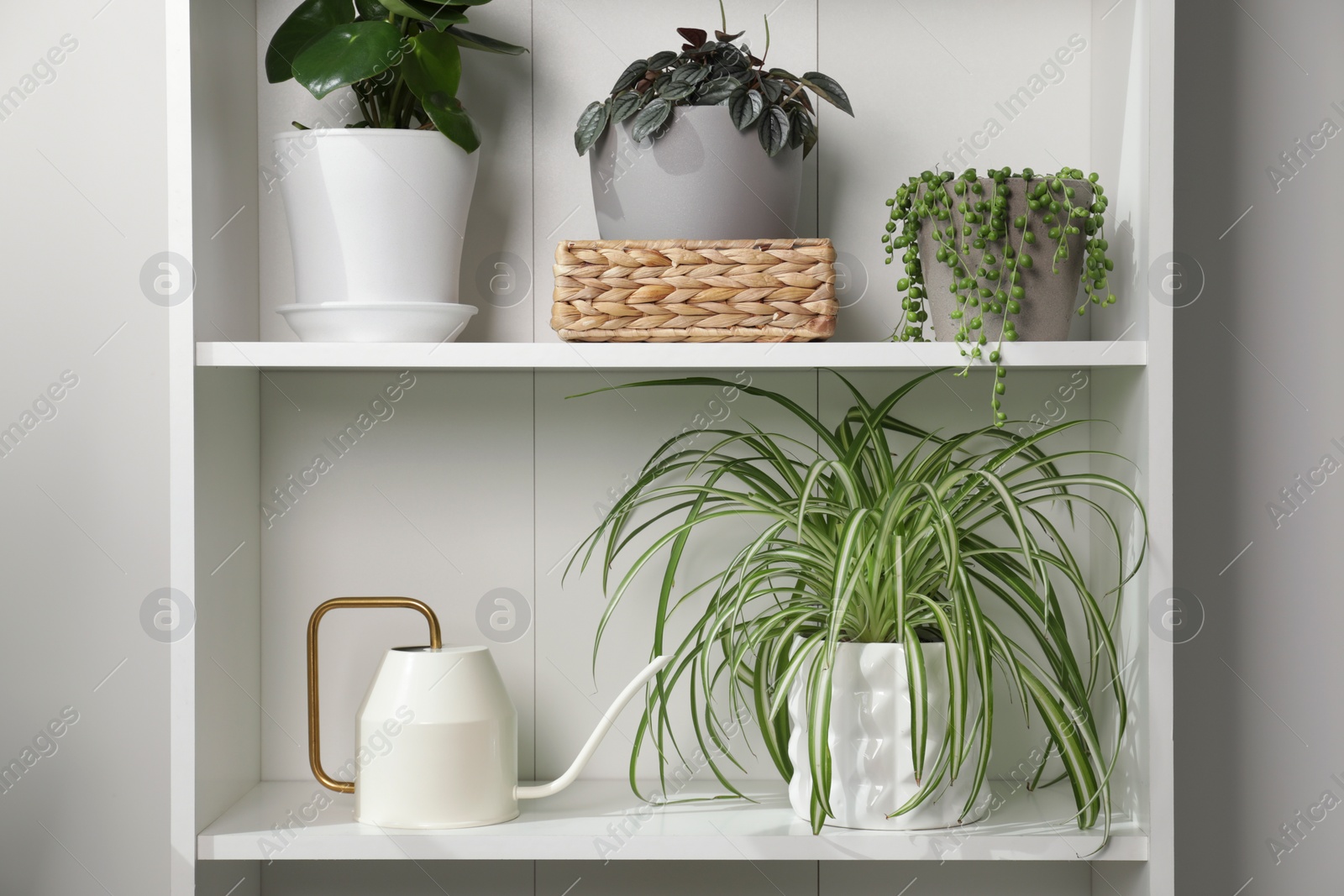 Photo of Green houseplants in pots and watering can on shelves near white wall