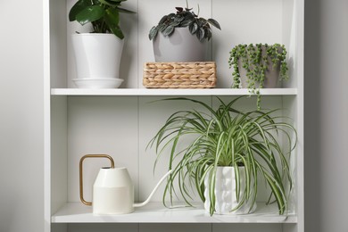 Photo of Green houseplants in pots and watering can on shelves near white wall