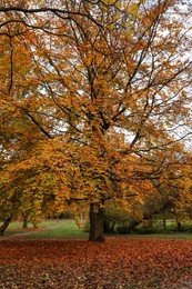 Beautiful park with yellowed trees and fallen leaves