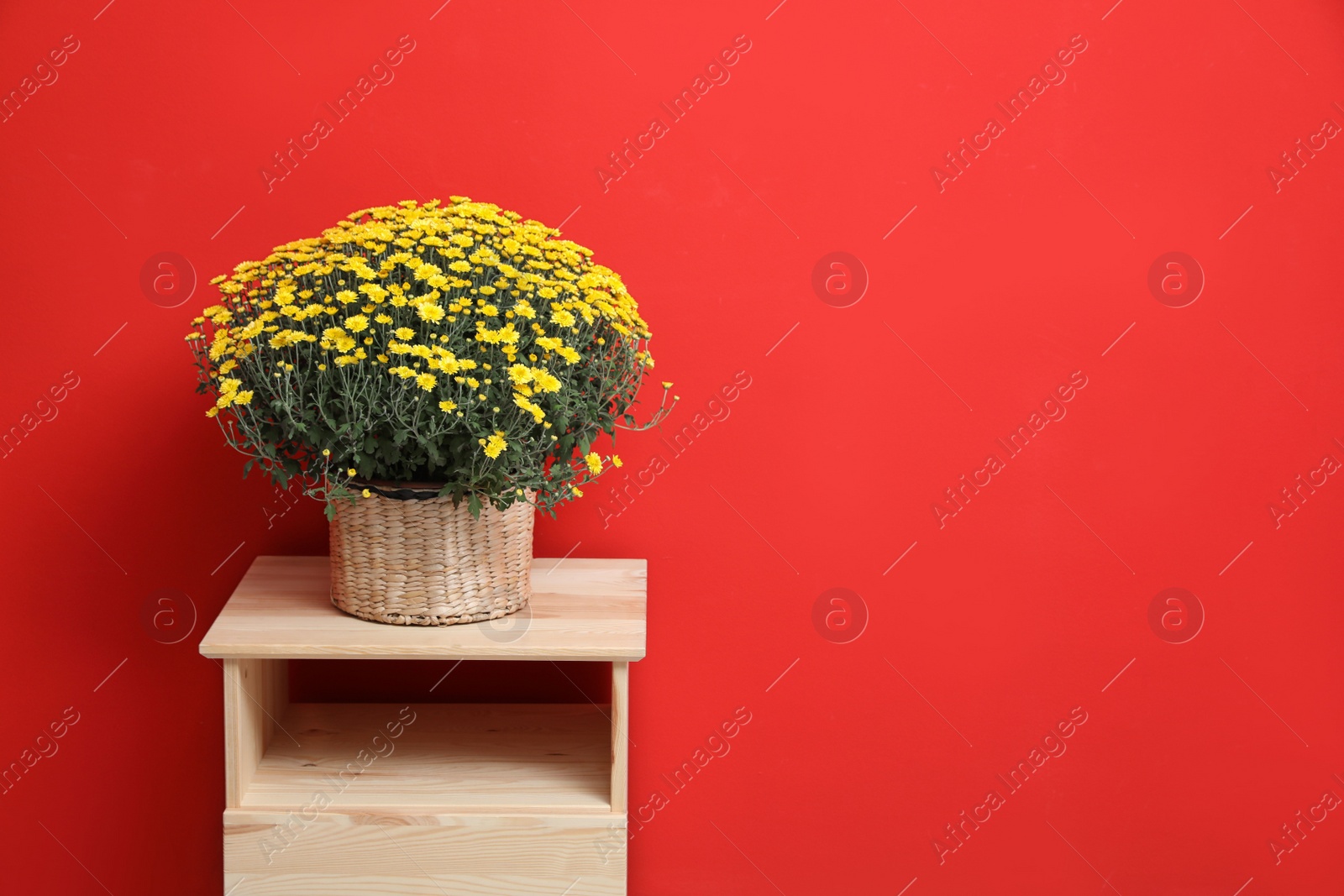 Photo of Pot with beautiful chrysanthemum flowers on wooden cabinet against red background. Space for text