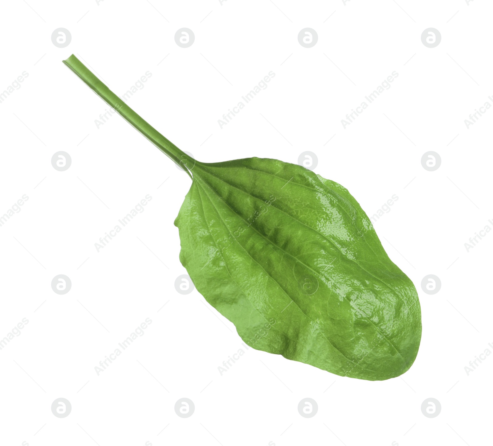 Photo of Fresh green broadleaf plantain leaf isolated on white