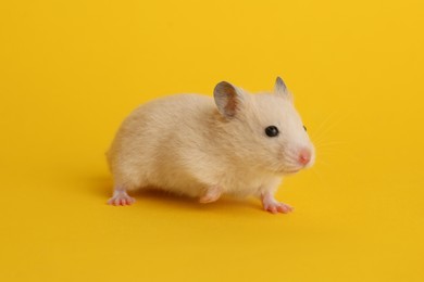 Cute little fluffy hamster on yellow background