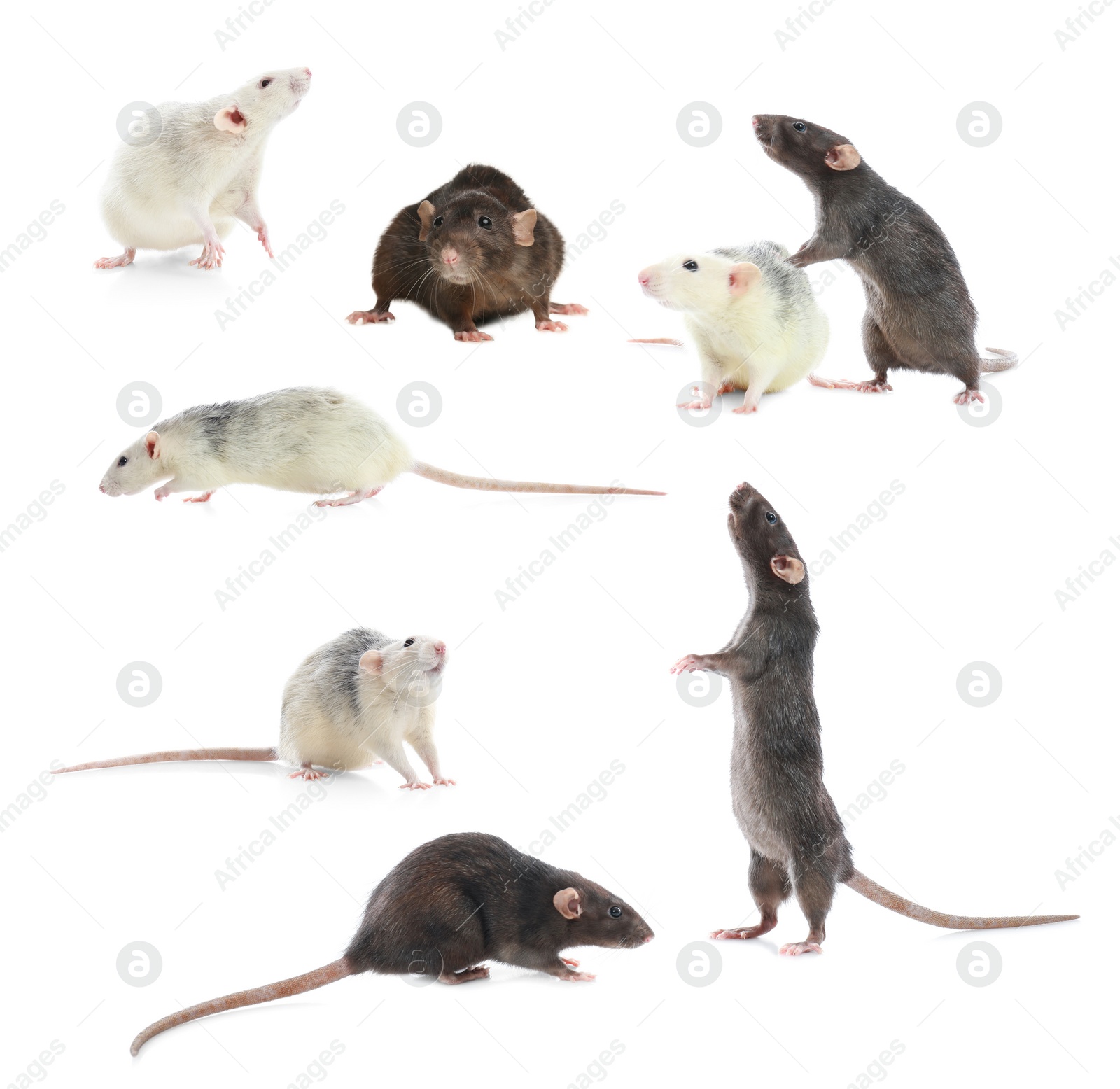 Image of Set of cute little rats on white background