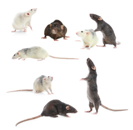 Set of cute little rats on white background