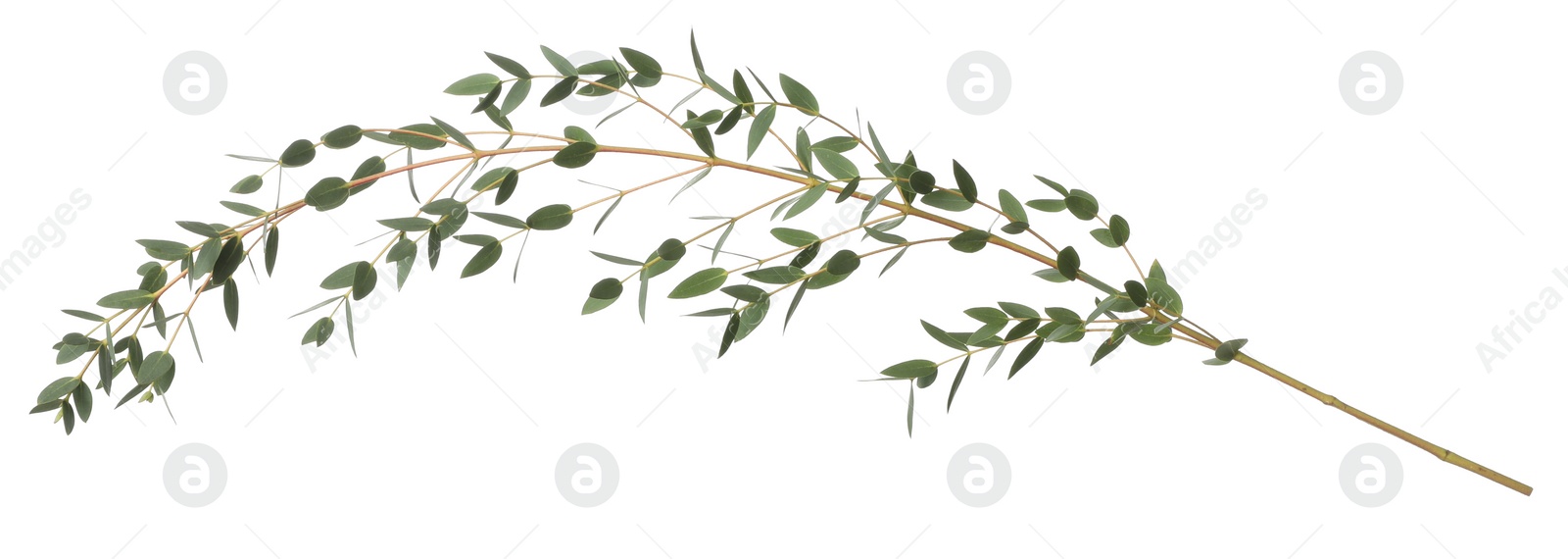 Photo of Eucalyptus branch with fresh leaves isolated on white