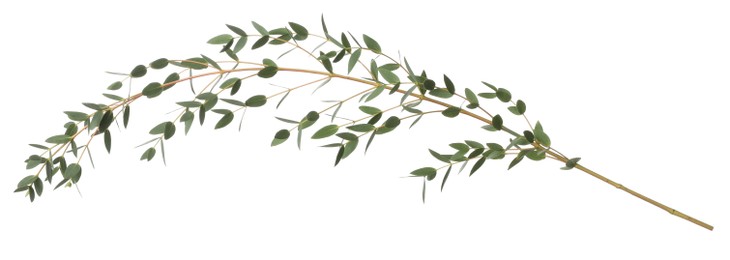 Eucalyptus branch with fresh leaves isolated on white