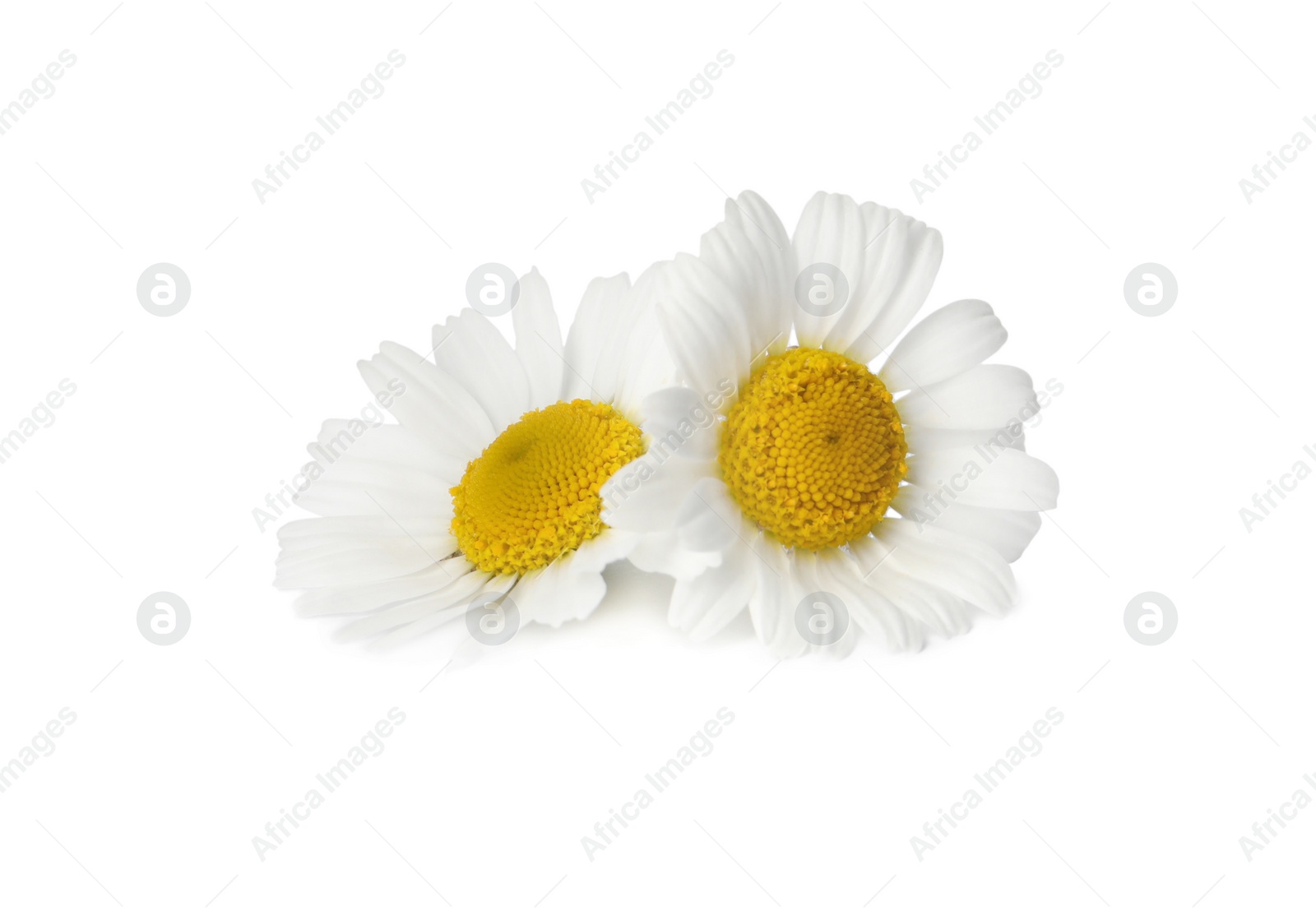 Photo of Two beautiful chamomile flowers on white background