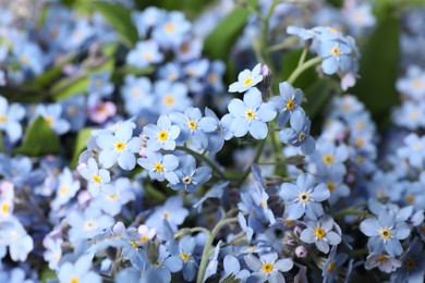 Photo of Beautiful forget-me-not flowers growing outdoors, closeup. Spring season