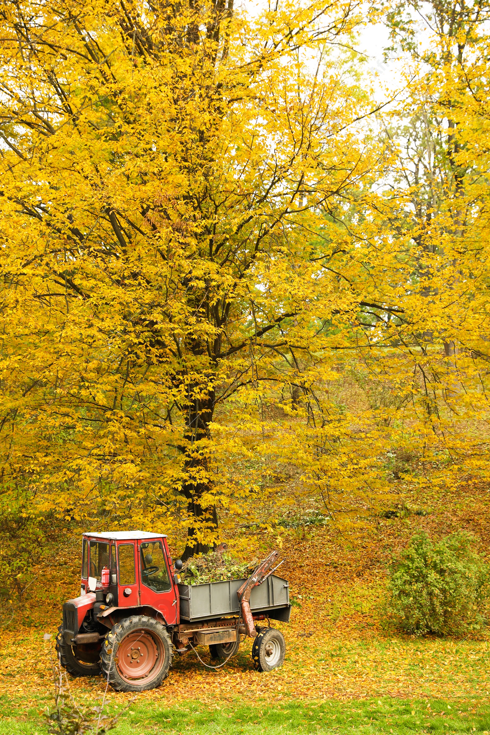 Photo of View of tractor in forest on autumn day