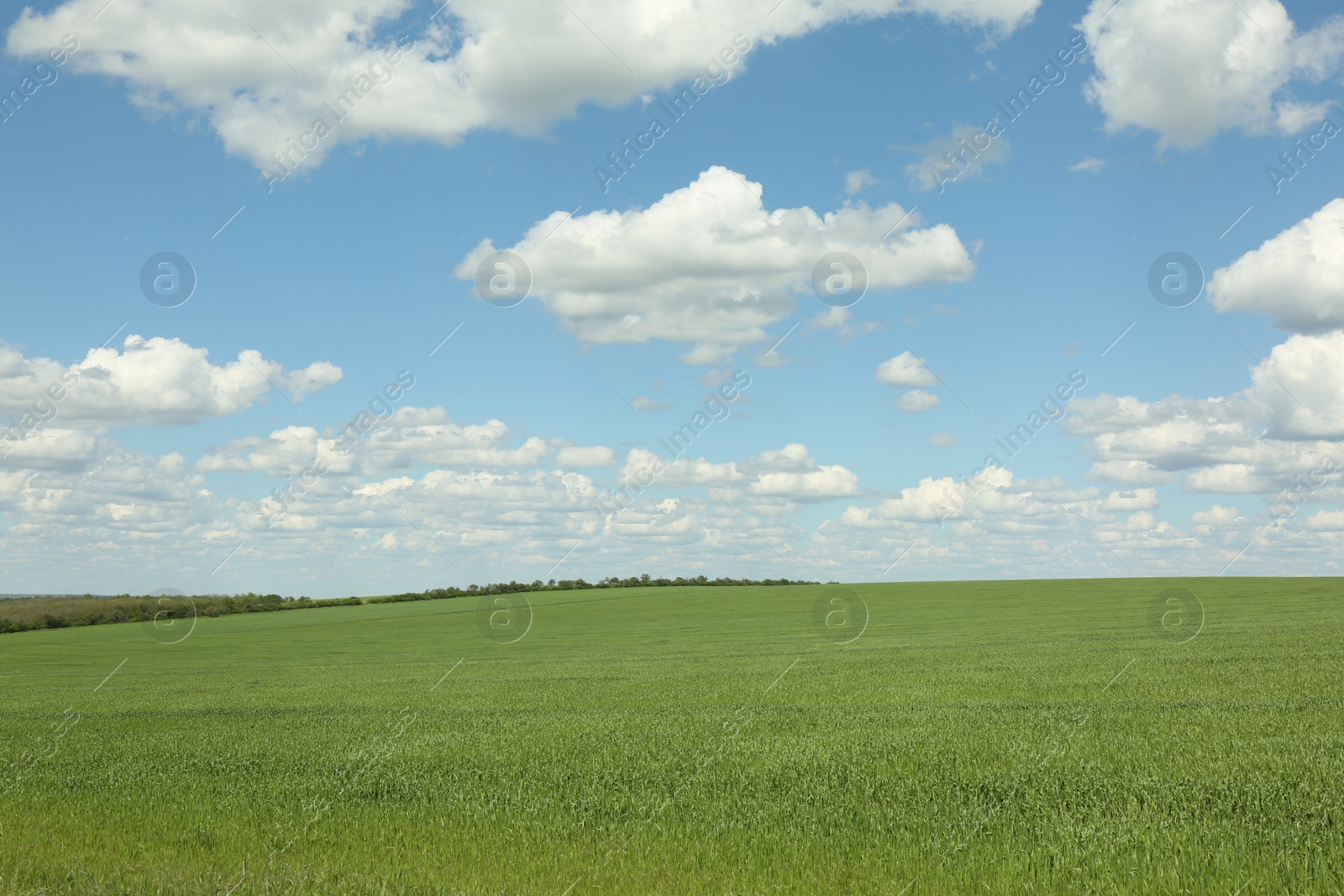 Photo of Picturesque view of beautiful field with green grass on sunny day