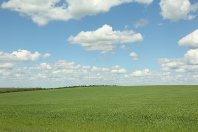 Picturesque view of beautiful field with green grass on sunny day