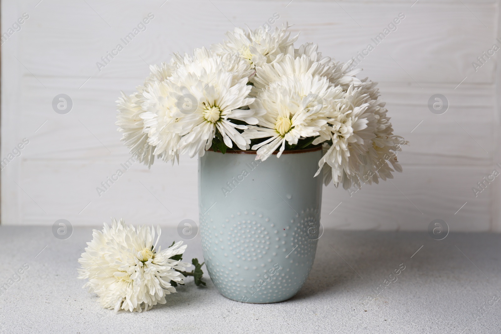 Photo of Beautiful chrysanthemum flowers in vase on grey table