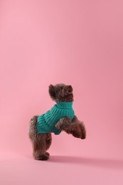 Photo of Cute Toy Poodle dog in knitted sweater jumping on pink background, space for text