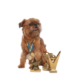 Cute Brussels Griffon dog with champion trophies and medals on white background