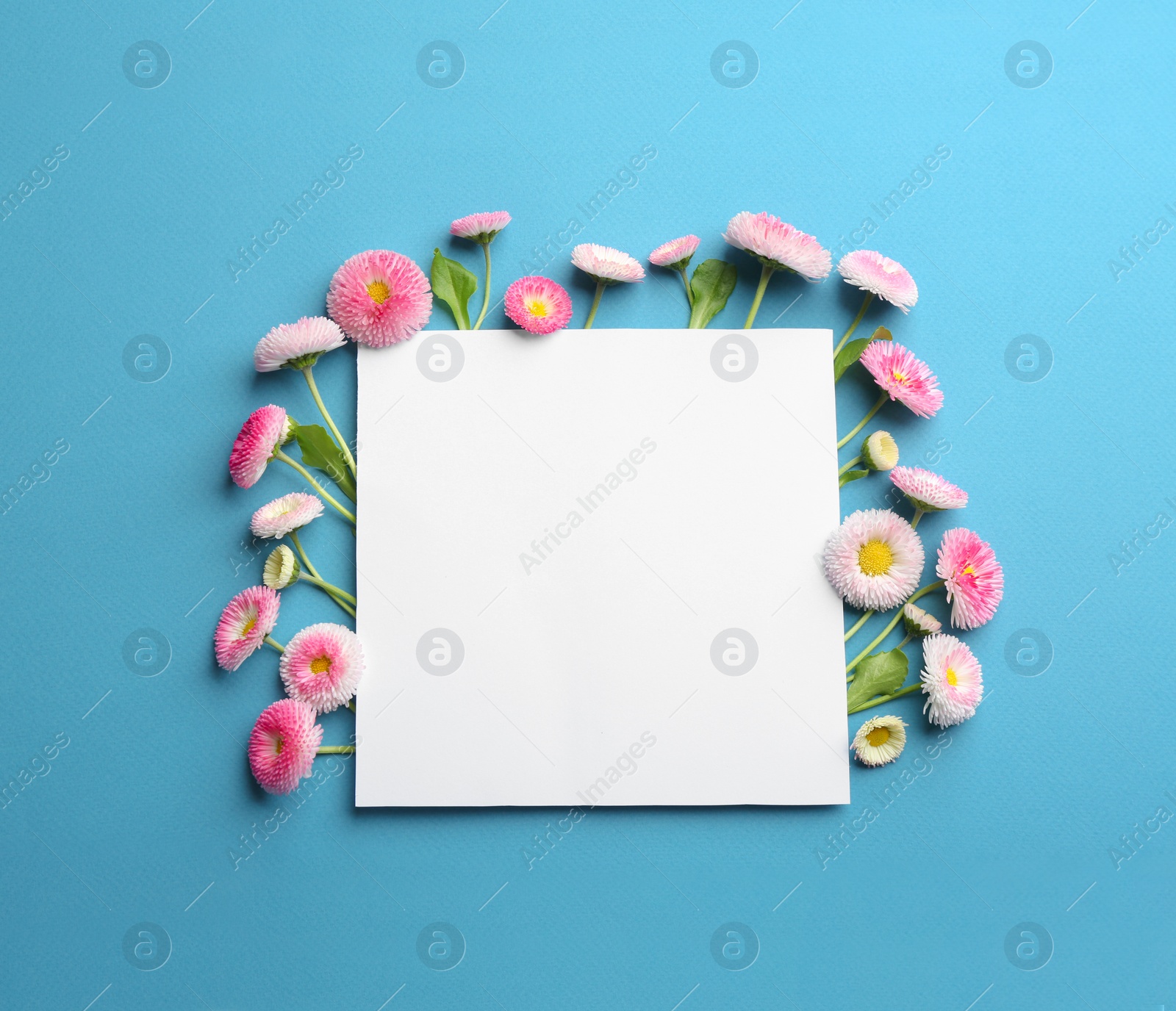 Photo of Flat lay composition with spring daisy flowers and card on color background. Space for text