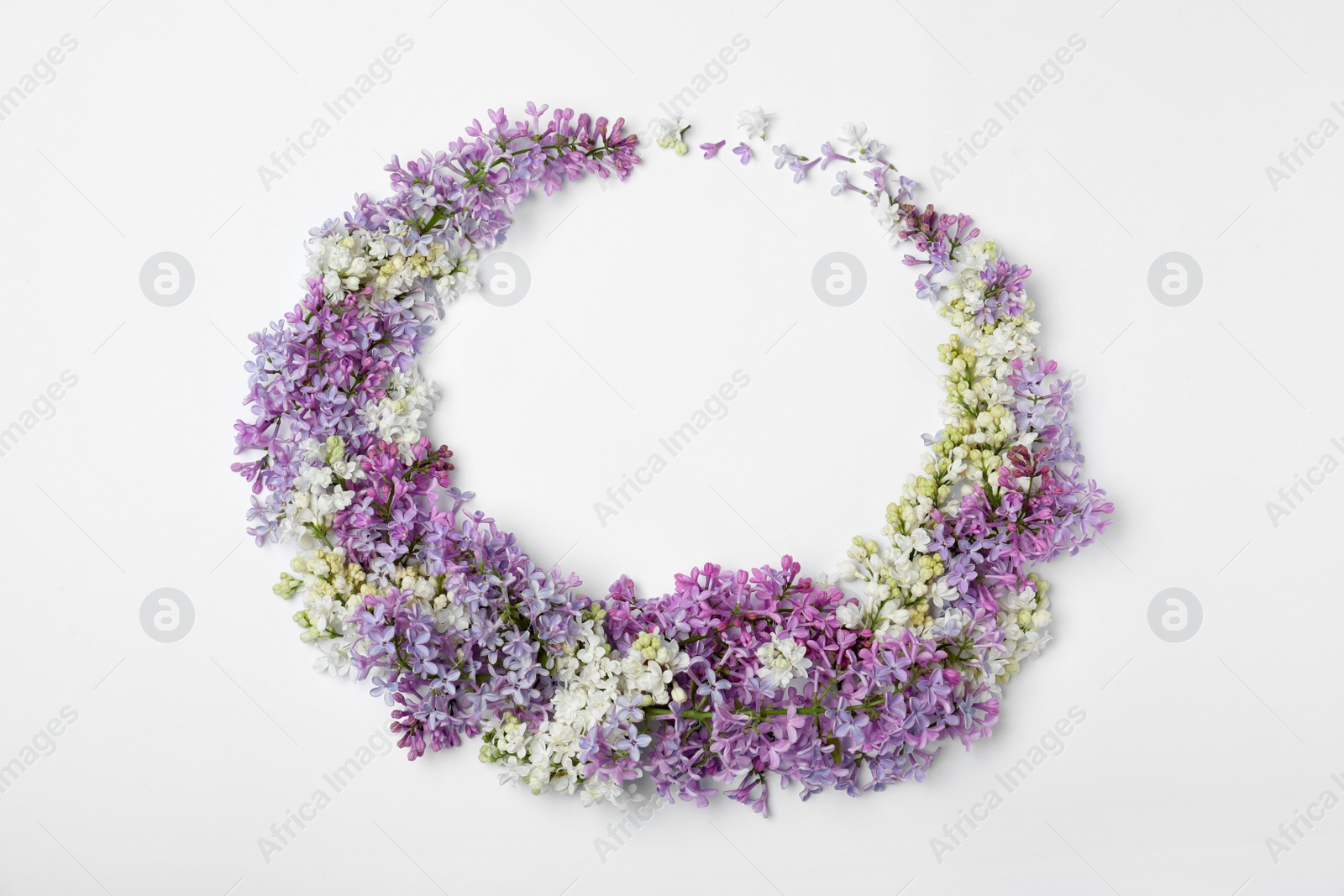 Photo of Blossoming lilac flowers on white background, top view. Space for text