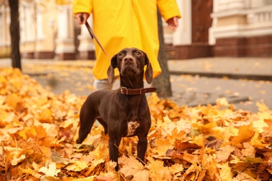 Photo of Woman with cute German Shorthaired Pointer in park on autumn day