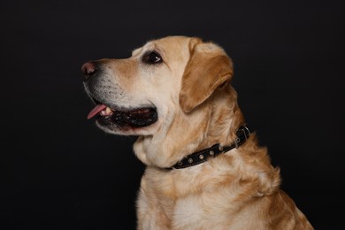 Photo of Cute Labrador Retriever in dog collar on black background